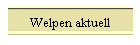 Welpen aktuell